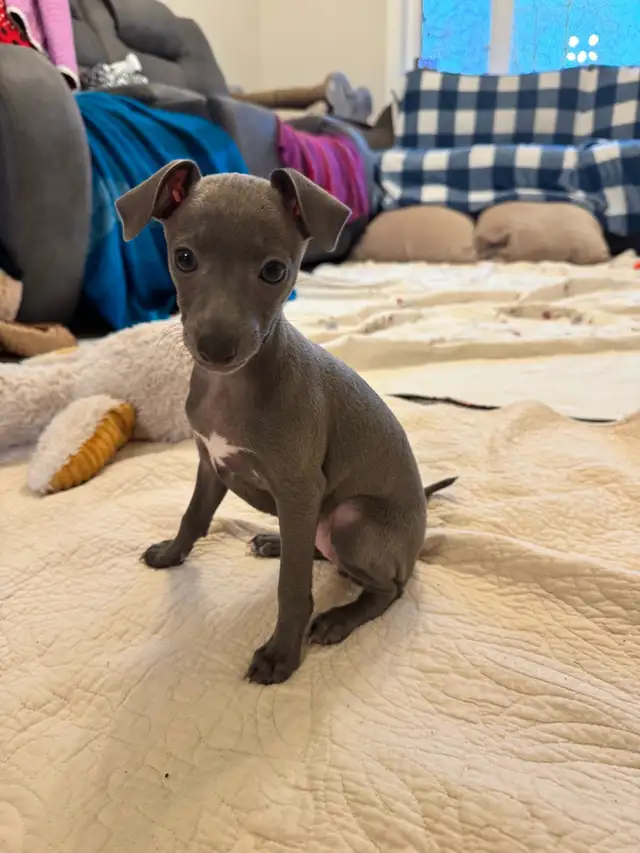 Italian Greyhound Puppy (Female) - Photo 7