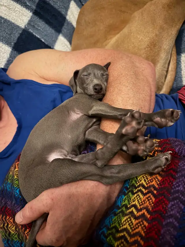 Italian Greyhound Puppy (Female) - Photo 8