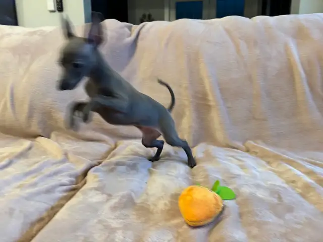 Italian Greyhound Puppy (Female) - Photo 9