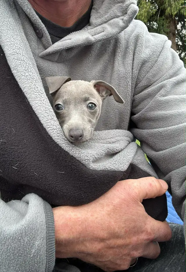 Italian Greyhound Puppy (Female) - Photo 10