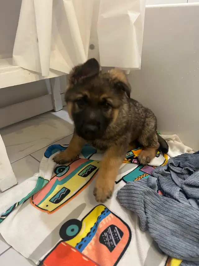 Purebred German shepherd pups