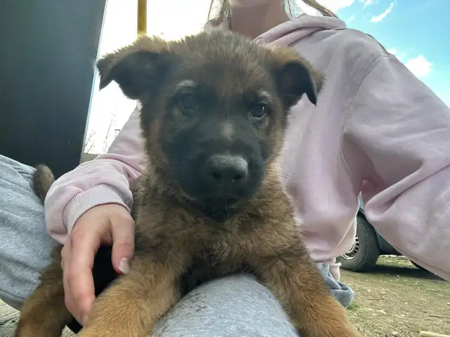 Purebred German shepherd pups - Photo 3