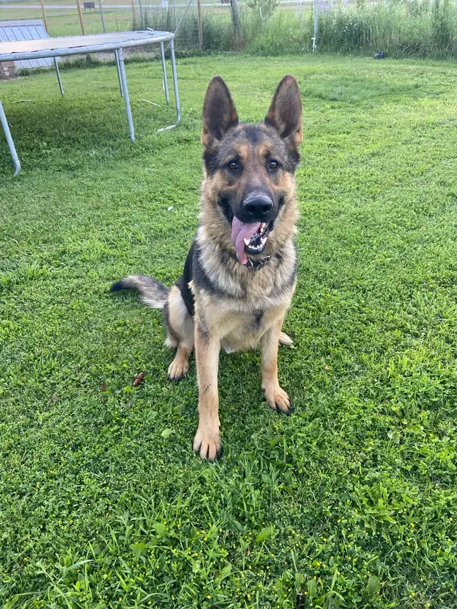 Purebred German shepherd pups - Photo 5