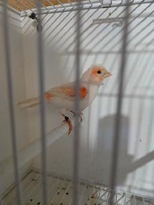 Female Red Mosaic Canary