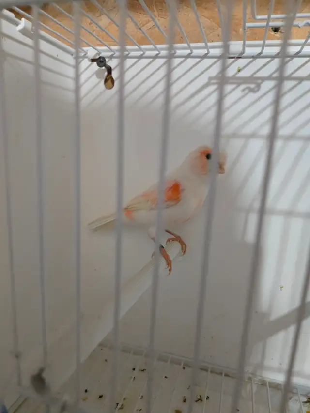 Female Red Mosaic Canary - Photo 2