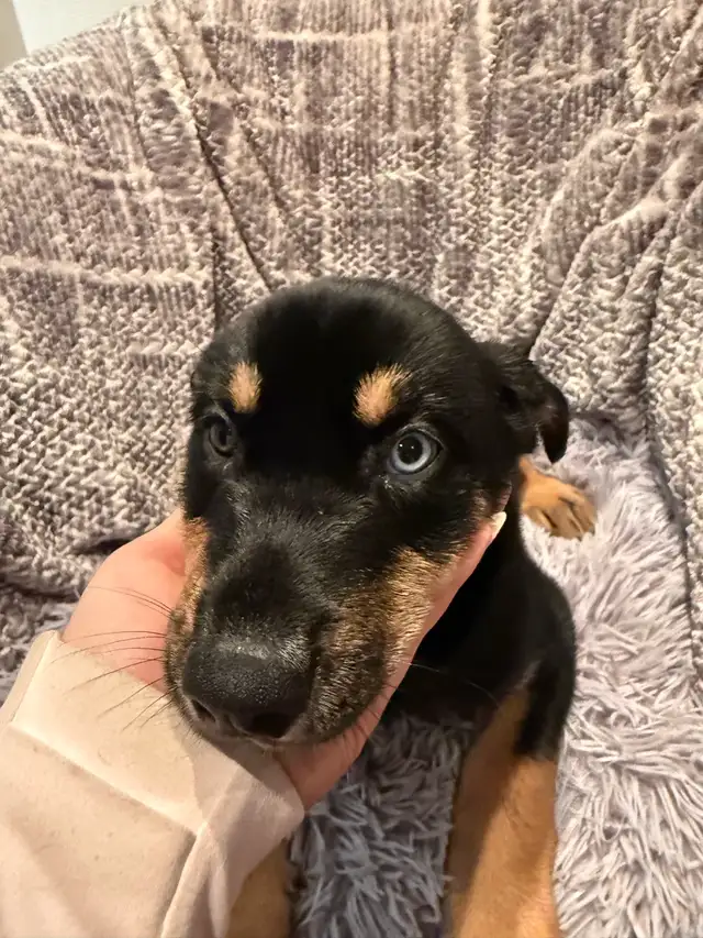 Doberman Husky (Dobsky) Puppies – Ready for Their Forever Homes!