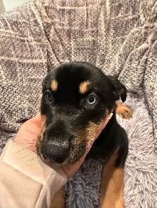 Doberman Husky (Dobsky) Puppies – Ready for Their Forever Homes!