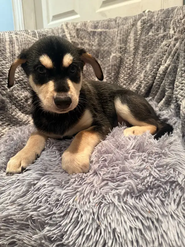 Doberman Husky (Dobsky) Puppies – Ready for Their Forever Homes! - Photo 2