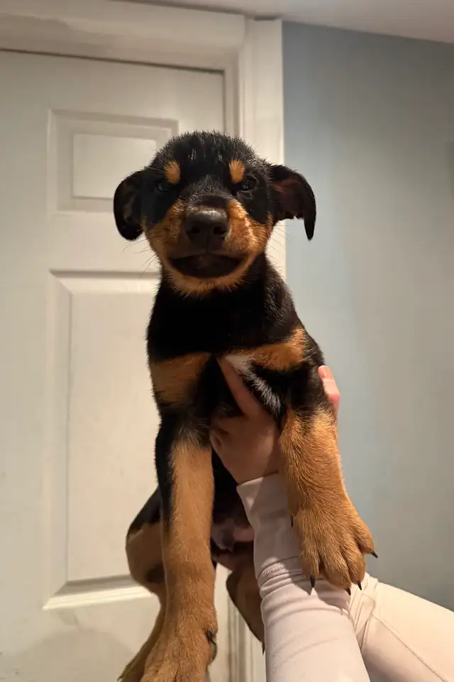 Doberman Husky (Dobsky) Puppies – Ready for Their Forever Homes! - Photo 3