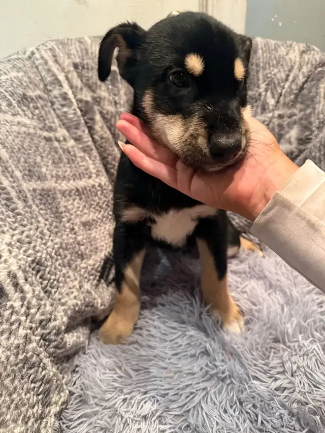 Doberman Husky (Dobsky) Puppies – Ready for Their Forever Homes! - Photo 4