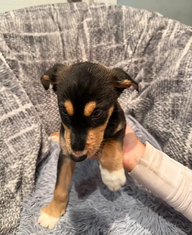 Doberman Husky (Dobsky) Puppies – Ready for Their Forever Homes! - Photo 5