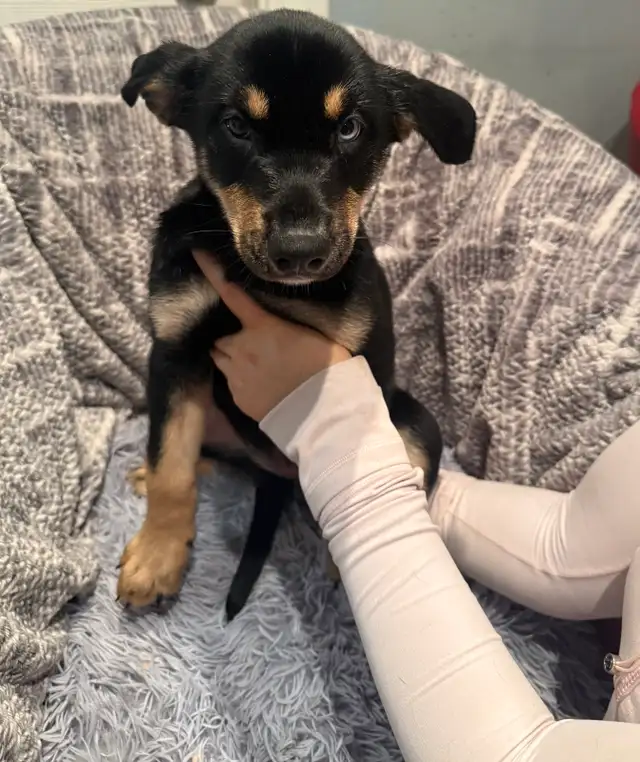 Doberman Husky (Dobsky) Puppies – Ready for Their Forever Homes! - Photo 6