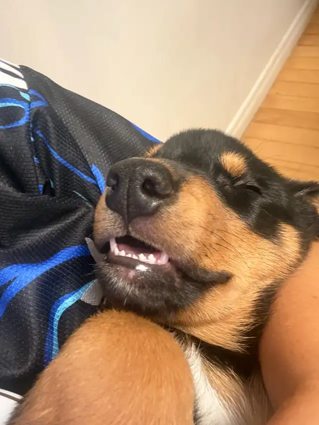 Doberman Husky (Dobsky) Puppies – Ready for Their Forever Homes! - Photo 7