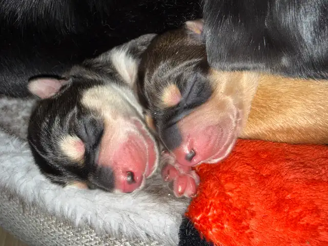 Doberman Husky (Dobsky) Puppies – Ready for Their Forever Homes! - Photo 8