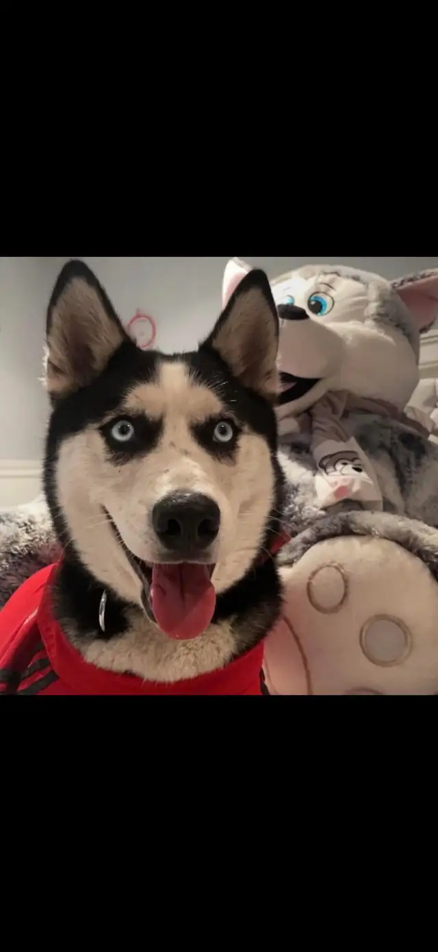 Doberman Husky (Dobsky) Puppies – Ready for Their Forever Homes! - Photo 9