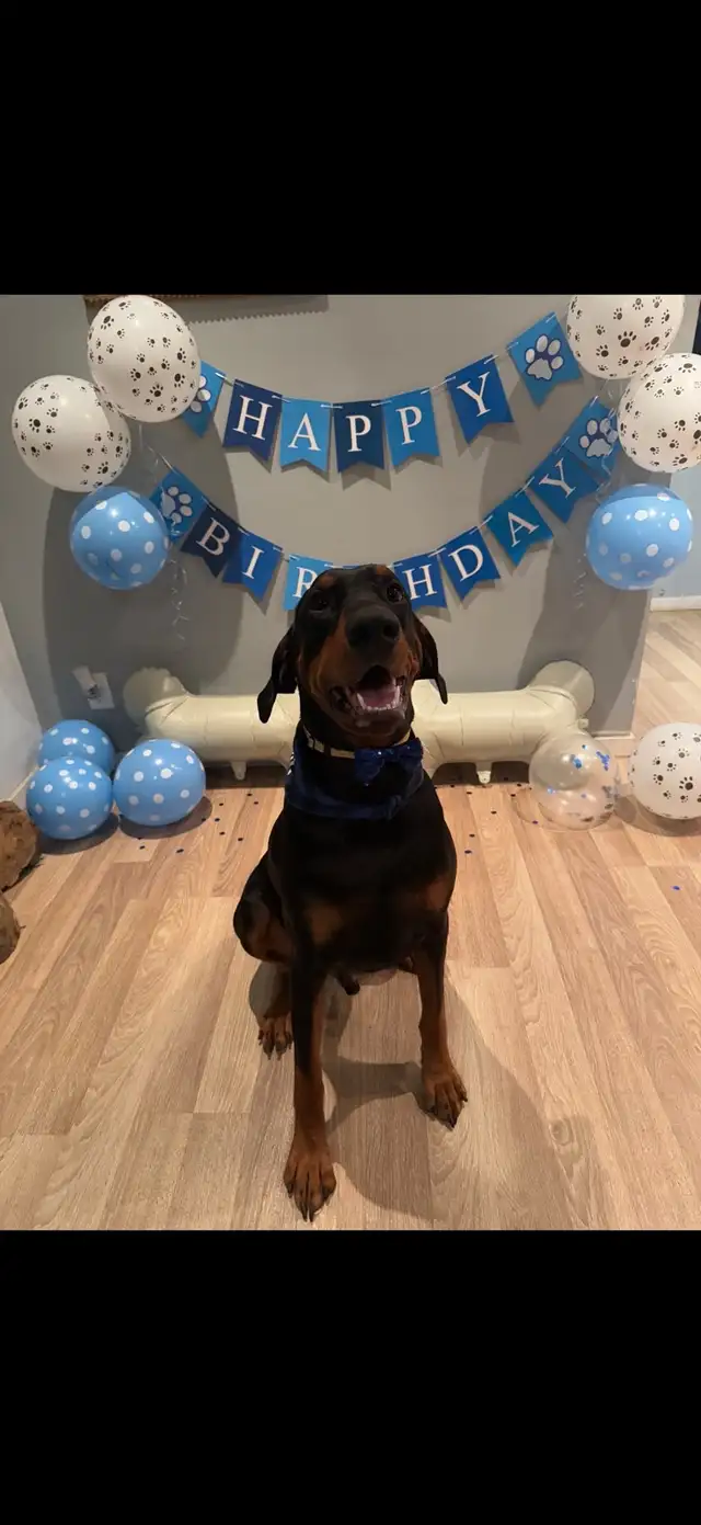 Doberman Husky (Dobsky) Puppies – Ready for Their Forever Homes! - Photo 10