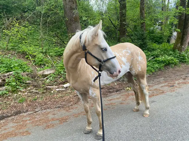 horse for sale! - Photo 2