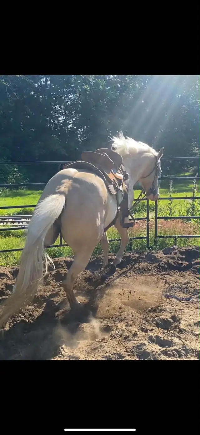 horse for sale! - Photo 3