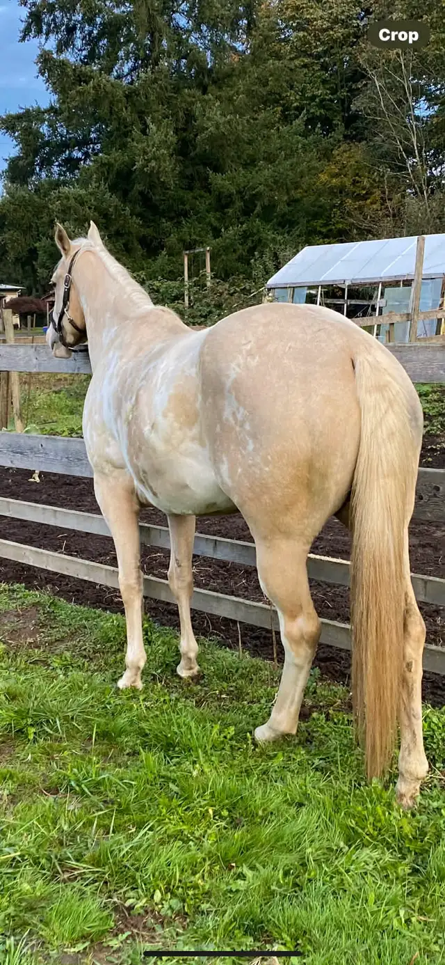 horse for sale! - Photo 4