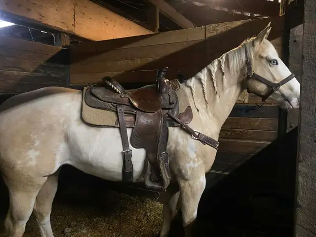 horse for sale! - Photo 5