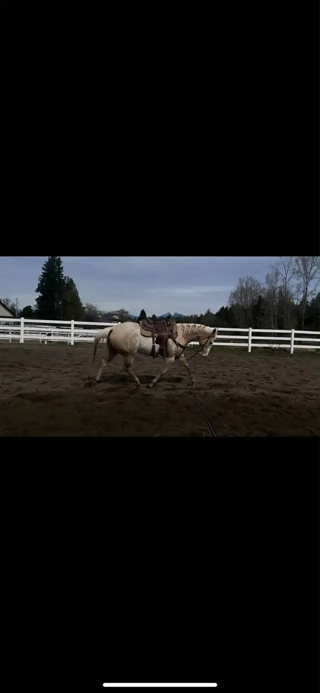 horse for sale! - Photo 6