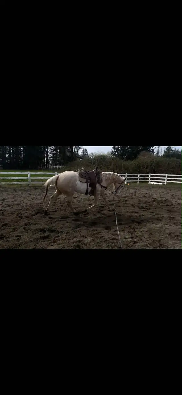 horse for sale! - Photo 7