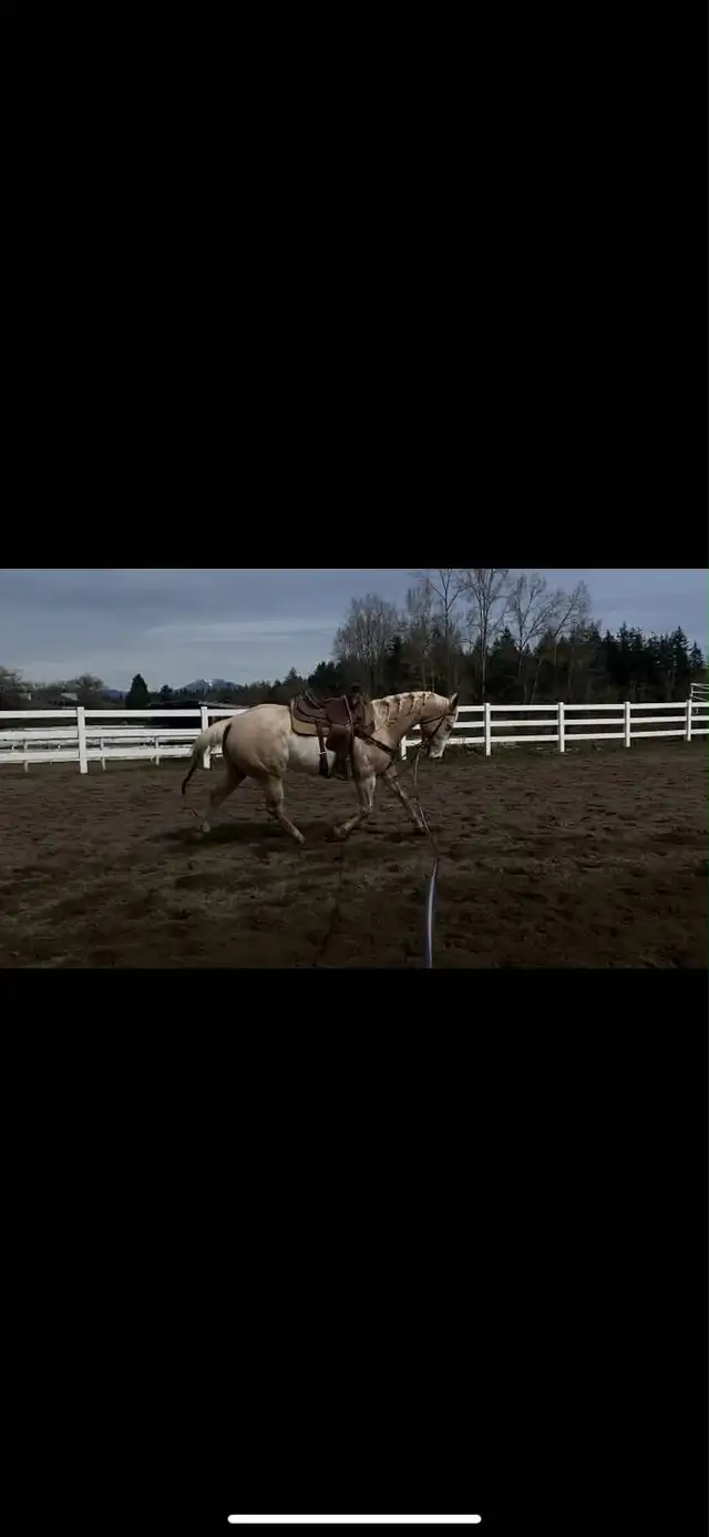 horse for sale! - Photo 8