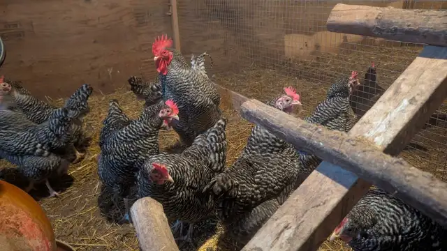 barred rock hens