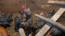 barred rock hens