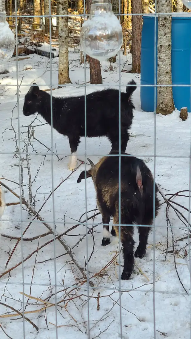 Goats For Sale - Photo 2