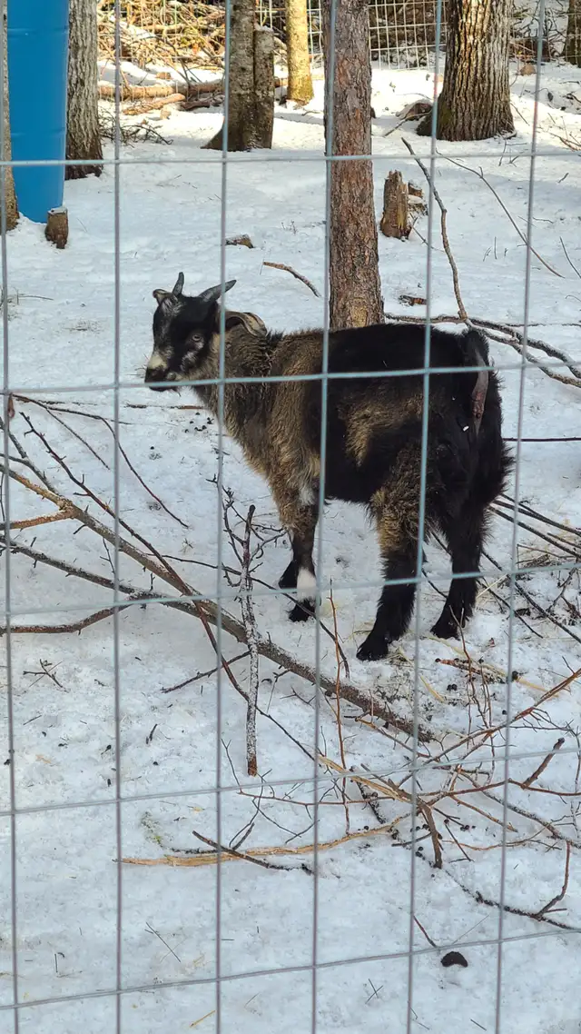 Goats For Sale - Photo 3