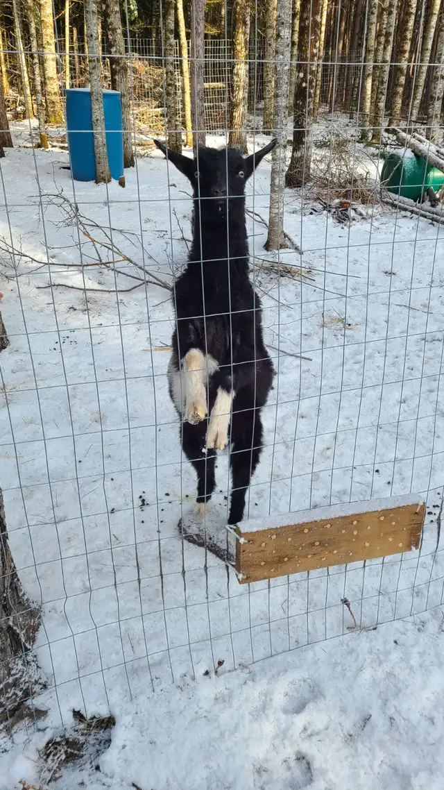 Goats For Sale - Photo 4