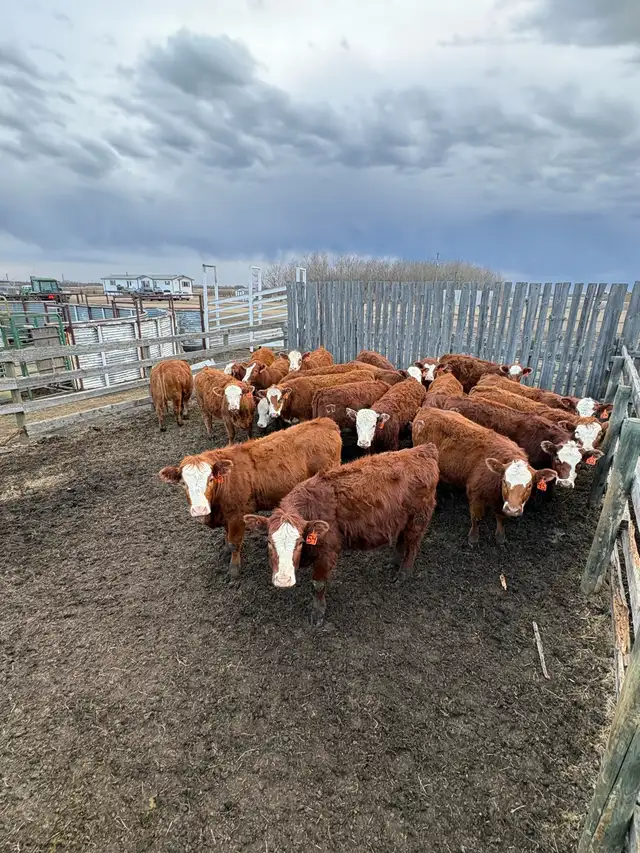 Replacement Heifers