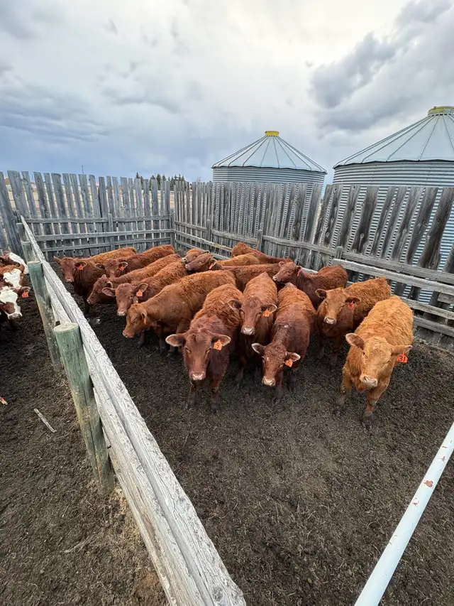 Replacement Heifers - Photo 2