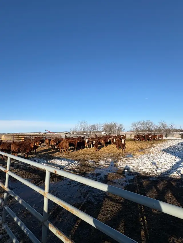 Replacement Heifers - Photo 3