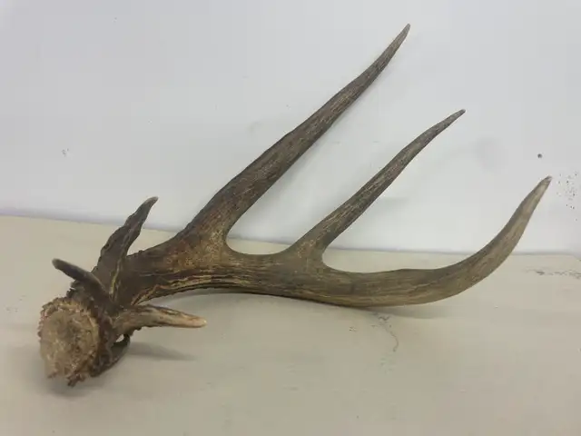 Art & collectables - Photo 2