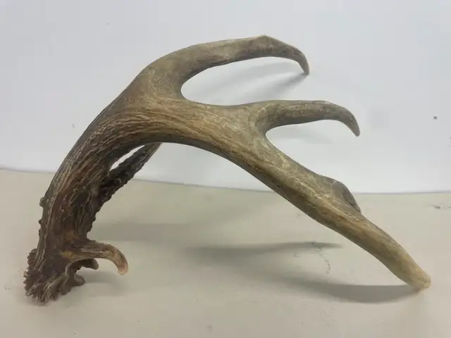 Art & collectables - Photo 2