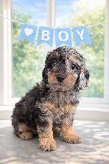 super small mini Goldendoodle babies ❤️serious people only