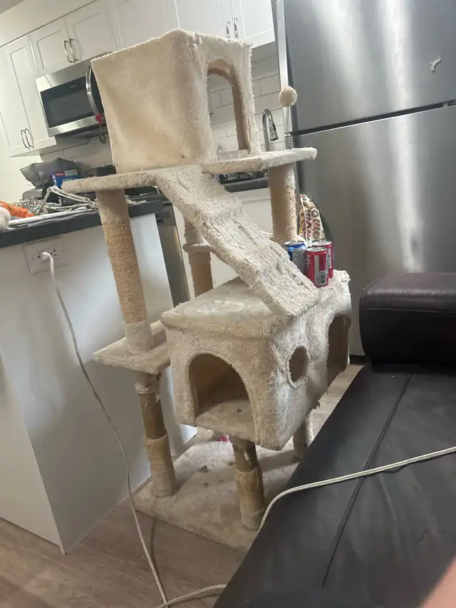 female tabby cat - Photo 2