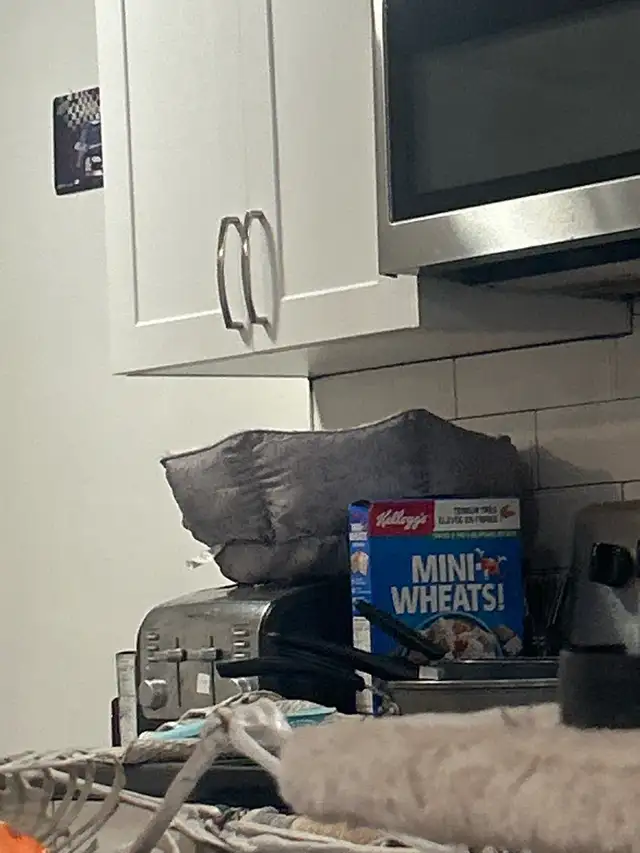 female tabby cat - Photo 3