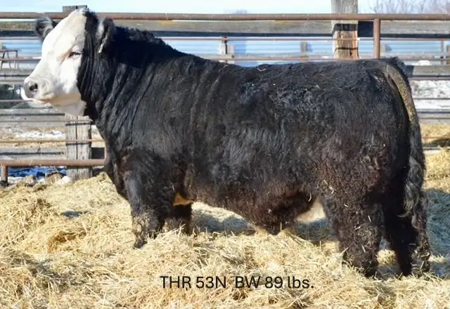 Hereford and Simmental Bulls for Sale