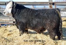 Hereford and Simmental Bulls for Sale