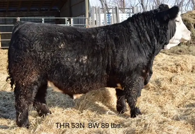 Hereford and Simmental Bulls for Sale - Photo 2