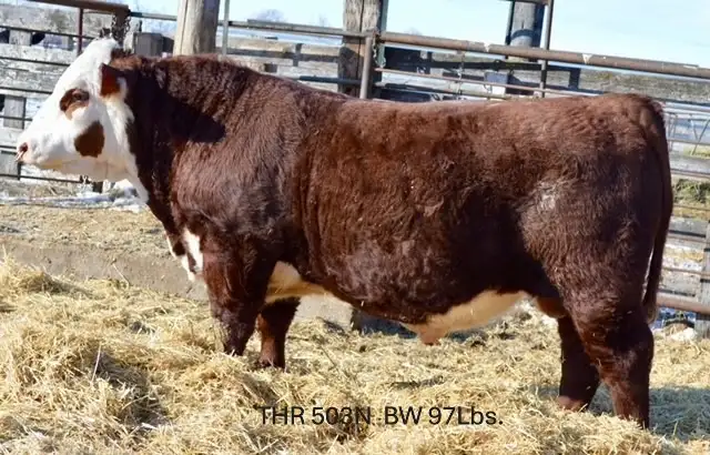 Hereford and Simmental Bulls for Sale - Photo 3