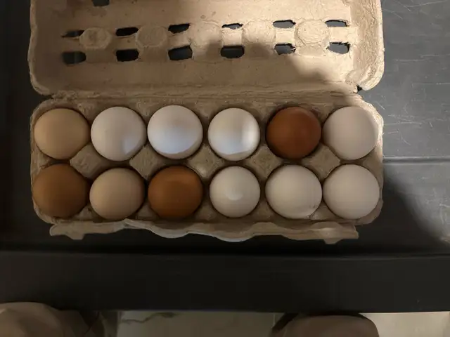 Eggs for Sale