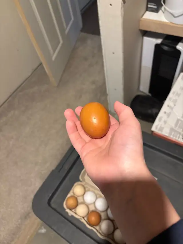 Eggs for Sale - Photo 2