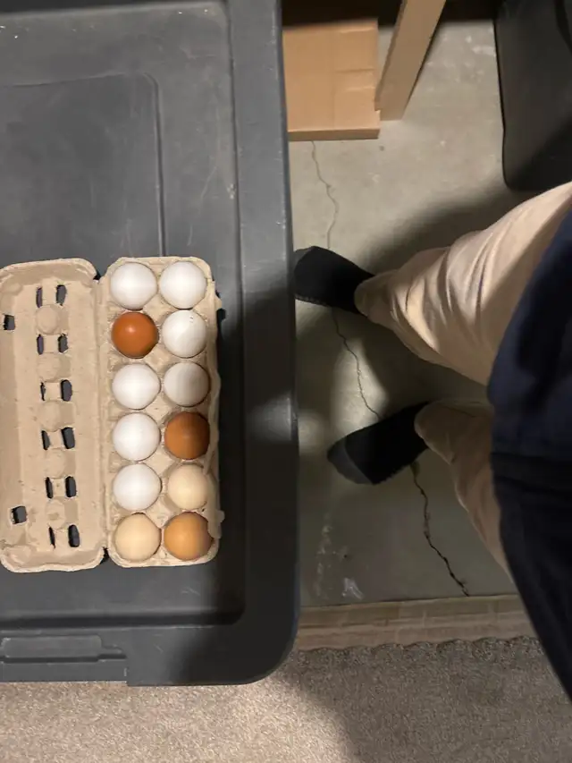 Eggs for Sale - Photo 4