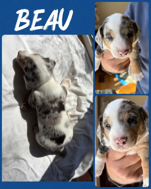 Mini daschound puppies