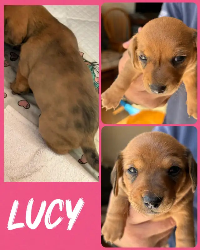 Mini daschound puppies - Photo 2