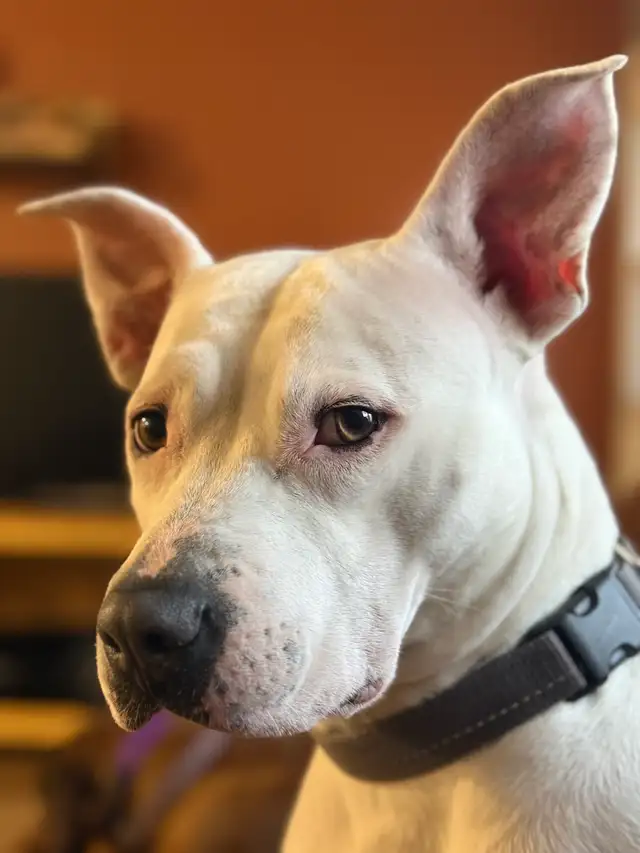 Roxy - your personal cuddle companion